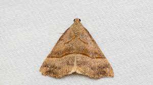 Attēlu rezultāti vaicājumam “Hypena proboscidalis”