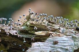 Attēlu rezultāti vaicājumam “Physarum bryocorticola macro”