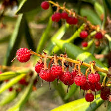 Attēlu rezultāti vaicājumam “Chrysosplenium alternifolium fruit”