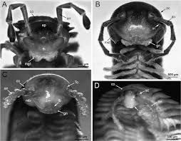 Attēlu rezultāti vaicājumam “Strongylosoma pallipes”