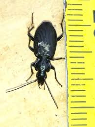 Attēlu rezultāti vaicājumam “Limodromus assimilis”