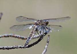 Attēlu rezultāti vaicājumam “Libellula quadrimaculata exuvia”