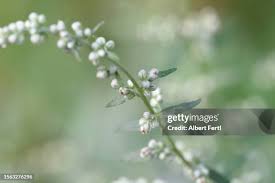 Attēlu rezultāti vaicājumam “Artemisia vulgaris bud”
