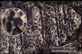 Attēlu rezultāti vaicājumam “Arthonia spadicea”