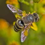 Attēlu rezultāti vaicājumam “Bembix rostrata”