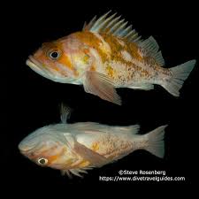 Image result for Sebastes fasciatus