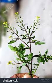 Attēlu rezultāti vaicājumam “Rorippa palustris leaf”