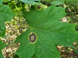 Attēlu rezultāti vaicājumam “Rhytisma acerinum”