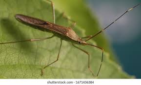 Attēlu rezultāti vaicājumam “Gerridae imago”