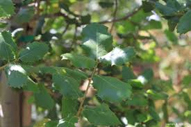 Attēlu rezultāti vaicājumam “Quercus”