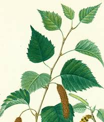 Attēlu rezultāti vaicājumam “Betula pendula flower”