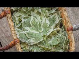 Attēlu rezultāti vaicājumam “Aegopodium podagraria leaf”