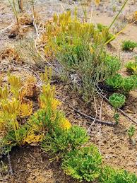 Attēlu rezultāti vaicājumam “Diphasiastrum tristachyum”