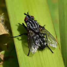 Attēlu rezultāti vaicājumam “Sarcophagidae”