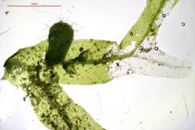 Attēlu rezultāti vaicājumam “Metzgeria furcata”