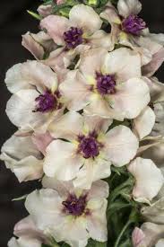 Attēlu rezultāti vaicājumam “Verbascum blattaria leaf”