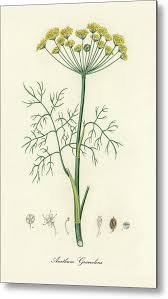 Attēlu rezultāti vaicājumam “Anethum graveolens”