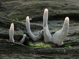 Attēlu rezultāti vaicājumam “Xylaria longipes”