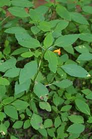 Attēlu rezultāti vaicājumam “Balsaminaceae”