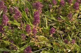 Attēlu rezultāti vaicājumam “Thymus pulegioides”