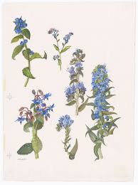 Attēlu rezultāti vaicājumam “Boraginaceae”