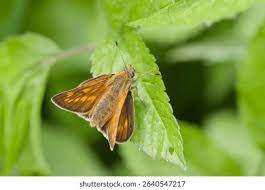 Attēlu rezultāti vaicājumam “Ochlodes sylvanus female”