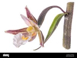 Attēlu rezultāti vaicājumam “Epipactis palustris flower”