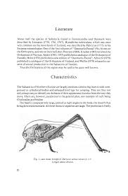 Attēlu rezultāti vaicājumam “Decticus verrucivorus nymph”