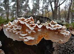 Attēlu rezultāti vaicājumam “Skeletocutis”