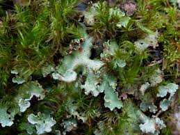 Attēlu rezultāti vaicājumam “Cetrelia olivetorum”