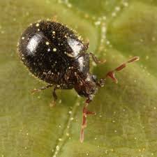 Attēlu rezultāti vaicājumam “Ptinus sp. male”