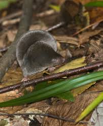 Attēlu rezultāti vaicājumam “Insectivora”