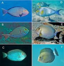 Image result for Acanthurus xanthopterus