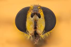 Attēlu rezultāti vaicājumam “Syrphidae”