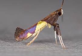 Attēlu rezultāti vaicājumam “Caloptilia stigmatella”