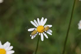 Attēlu rezultāti vaicājumam “Hoplia parvula”