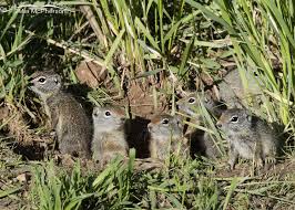 Attēlu rezultāti vaicājumam “Reticularia jurana young”