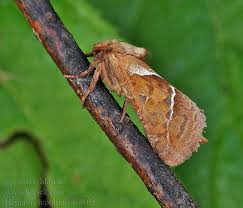 Attēlu rezultāti vaicājumam “Hepialus lupulinus”