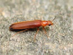 Attēlu rezultāti vaicājumam “Hylecoetus dermestoides”