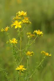 Image result for Johanniskraut