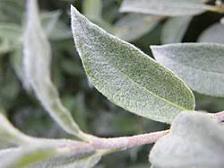 Attēlu rezultāti vaicājumam “Salix lapponum”