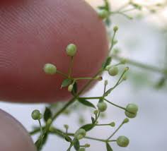 Attēlu rezultāti vaicājumam “Galium schultesii fruit”