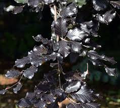 Attēlu rezultāti vaicājumam “Fagus sylvatica fo. purpurea”