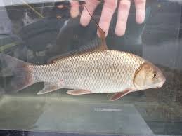 Image result for Carpiodes cyprinus