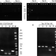 Attēlu rezultāti vaicājumam “Cordyceps farinosa”