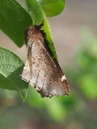 Attēlu rezultāti vaicājumam “Odontosia carmelita”