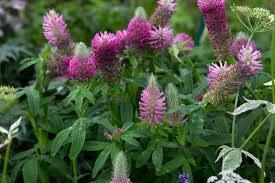 Attēlu rezultāti vaicājumam “Trifolium”