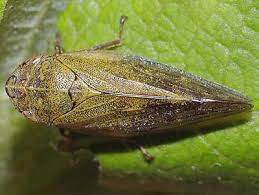 Attēlu rezultāti vaicājumam “Aphrophoridae”