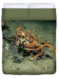 Image result for Hyas coarctatus