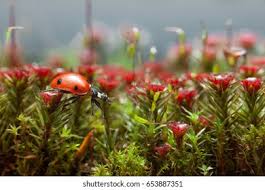Attēlu rezultāti vaicājumam “Polytrichum piliferum sporophyte”